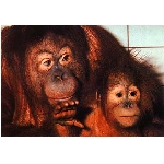 opice14h.jpg
Po�et zobrazen�: 3421 (6858.0951 dn�) pr.=0.4988
Rozm�r: 420 x 291 pixel
Velikost: 28.326 kB