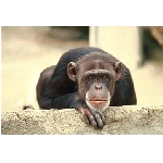 opice5h.jpg
Po�et zobrazen�: 3358 (6858.0938 dn�) pr.=0.4896
Rozm�r: 361 x 244 pixel
Velikost: 23.047 kB