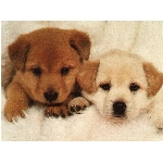 foto-59.jpg
Po�et zobrazen�: 3432 (6854.2404 dn�) pr.=0.5007
Rozm�r: 1024 x 768 pixel
Velikost: 366.451 kB