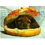 hotdog.jpg
Po�et zobrazen�: 3684 (6852.7823 dn�) pr.=0.5376
Rozm�r: 550 x 403 pixel
Velikost: 24.509 kB