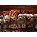 stenata.jpg
Po�et zobrazen�: 3052 (6850.7486 dn�) pr.=0.4455
Rozm�r: 420 x 308 pixel
Velikost: 45.644 kB