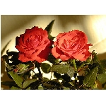 if-03176.jpg
Po�et zobrazen�: 3766 (6858.1078 dn�) pr.=0.5491
Rozm�r: 350 x 250 pixel
Velikost: 32.595 kB