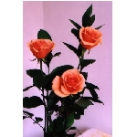 kf-02225.jpg
Po�et zobrazen�: 3668 (6858.1283 dn�) pr.=0.5348
Rozm�r: 233 x 350 pixel
Velikost: 20.855 kB