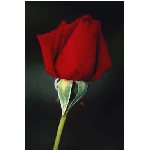 rose6v.jpg
Po�et zobrazen�: 3666 (6858.1217 dn�) pr.=0.5345
Rozm�r: 256 x 384 pixel
Velikost: 5.997 kB