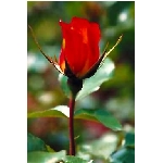rose7v.jpg
Po�et zobrazen�: 3480 (6858.1329 dn�) pr.=0.5074
Rozm�r: 256 x 384 pixel
Velikost: 10.813 kB