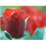 ruze.jpg
Po�et zobrazen�: 3677 (6858.1256 dn�) pr.=0.5362
Rozm�r: 900 x 675 pixel
Velikost: 46.621 kB