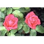 ruze4.jpg
Po�et zobrazen�: 3685 (6858.1260 dn�) pr.=0.5373
Rozm�r: 420 x 279 pixel
Velikost: 35.839 kB