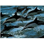 delfini.jpg
Po�et zobrazen�: 3127 (6849.0345 dn�) pr.=0.4566
Rozm�r: 1024 x 768 pixel
Velikost: 166.284 kB