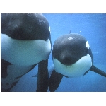 delfini2.jpg
Po�et zobrazen�: 3203 (6849.0900 dn�) pr.=0.4677
Rozm�r: 1024 x 768 pixel
Velikost: 85.067 kB