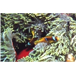 ryby-0.jpg
Po�et zobrazen�: 3086 (6851.6199 dn�) pr.=0.4504
Rozm�r: 722 x 471 pixel
Velikost: 160.236 kB