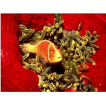 ryby-18.jpg
Po�et zobrazen�: 3087 (6851.6255 dn�) pr.=0.4506
Rozm�r: 640 x 480 pixel
Velikost: 184.483 kB