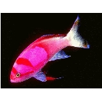 ryby-2.jpg
Po�et zobrazen�: 3019 (6851.6233 dn�) pr.=0.4406
Rozm�r: 640 x 480 pixel
Velikost: 85.949 kB