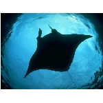 ryby-22.jpg
Po�et zobrazen�: 3036 (6849.0480 dn�) pr.=0.4433
Rozm�r: 640 x 480 pixel
Velikost: 97.951 kB