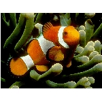 ryby-3.jpg
Po�et zobrazen�: 3147 (6851.6259 dn�) pr.=0.4593
Rozm�r: 640 x 480 pixel
Velikost: 146.961 kB