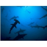 ryby-35.jpg
Po�et zobrazen�: 3126 (6851.6261 dn�) pr.=0.4562
Rozm�r: 640 x 480 pixel
Velikost: 65.514 kB