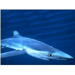 ryby-39.jpg
Po�et zobrazen�: 3122 (6850.4743 dn�) pr.=0.4557
Rozm�r: 640 x 480 pixel
Velikost: 67.139 kB