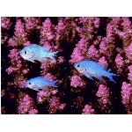 ryby-5.jpg
Po�et zobrazen�: 3130 (6850.9295 dn�) pr.=0.4569
Rozm�r: 640 x 480 pixel
Velikost: 176.178 kB