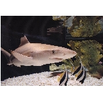 ryby-51.jpg
Po�et zobrazen�: 3126 (6851.2838 dn�) pr.=0.4563
Rozm�r: 1219 x 838 pixel
Velikost: 215.153 kB