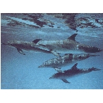 ryby-54.jpg
Po�et zobrazen�: 3173 (6851.6258 dn�) pr.=0.4631
Rozm�r: 640 x 480 pixel
Velikost: 162.798 kB