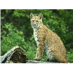 foto-3.jpg
Po�et zobrazen�: 3095 (6851.1122 dn�) pr.=0.4518
Rozm�r: 640 x 480 pixel
Velikost: 168.044 kB