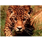 foto-43.jpg
Po�et zobrazen�: 3163 (6851.4447 dn�) pr.=0.4617
Rozm�r: 640 x 480 pixel
Velikost: 213.632 kB