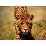 foto-49.jpg
Po�et zobrazen�: 3077 (6851.3444 dn�) pr.=0.4491
Rozm�r: 640 x 480 pixel
Velikost: 189.083 kB