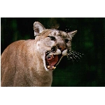 foto-84.jpg
Po�et zobrazen�: 3225 (6851.4406 dn�) pr.=0.4707
Rozm�r: 600 x 400 pixel
Velikost: 49.473 kB