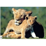 lvice.jpg
Po�et zobrazen�: 3179 (6851.1120 dn�) pr.=0.4640
Rozm�r: 600 x 426 pixel
Velikost: 40.64 kB