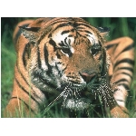 tygr.jpg
Po�et zobrazen�: 3163 (6851.4409 dn�) pr.=0.4617
Rozm�r: 1024 x 768 pixel
Velikost: 141.064 kB