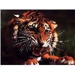 tygr2.jpg
Po�et zobrazen�: 3269 (6851.4437 dn�) pr.=0.4771
Rozm�r: 1024 x 768 pixel
Velikost: 110.317 kB