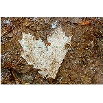 Zobrazeno: 12785 (6839.1753 dn�) pr.=1.8694 
Zn�mka: 1.9679 (1401 x) 
SMS bod�: 0/0