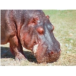 hroch.jpg
Po�et zobrazen�: 3225 (6847.3204 dn�) pr.=0.4710
Rozm�r: 1024 x 768 pixel
Velikost: 142.843 kB