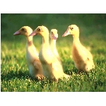 kaceny.jpg
Po�et zobrazen�: 3209 (6850.5901 dn�) pr.=0.4684
Rozm�r: 1024 x 768 pixel
Velikost: 110.847 kB