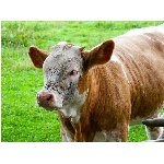 krava.jpg
Po�et zobrazen�: 3481 (6851.3863 dn�) pr.=0.5081
Rozm�r: 1024 x 768 pixel
Velikost: 138.41 kB