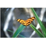 motyl.jpg
Po�et zobrazen�: 3399 (6851.3050 dn�) pr.=0.4961
Rozm�r: 1068 x 706 pixel
Velikost: 62.043 kB