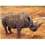 nosorozec.jpg
Po�et zobrazen�: 3312 (6852.1462 dn�) pr.=0.4834
Rozm�r: 1024 x 768 pixel
Velikost: 161.262 kB